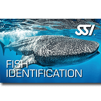 Fish Identification.png