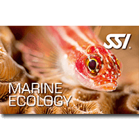 Marine Ecology.png