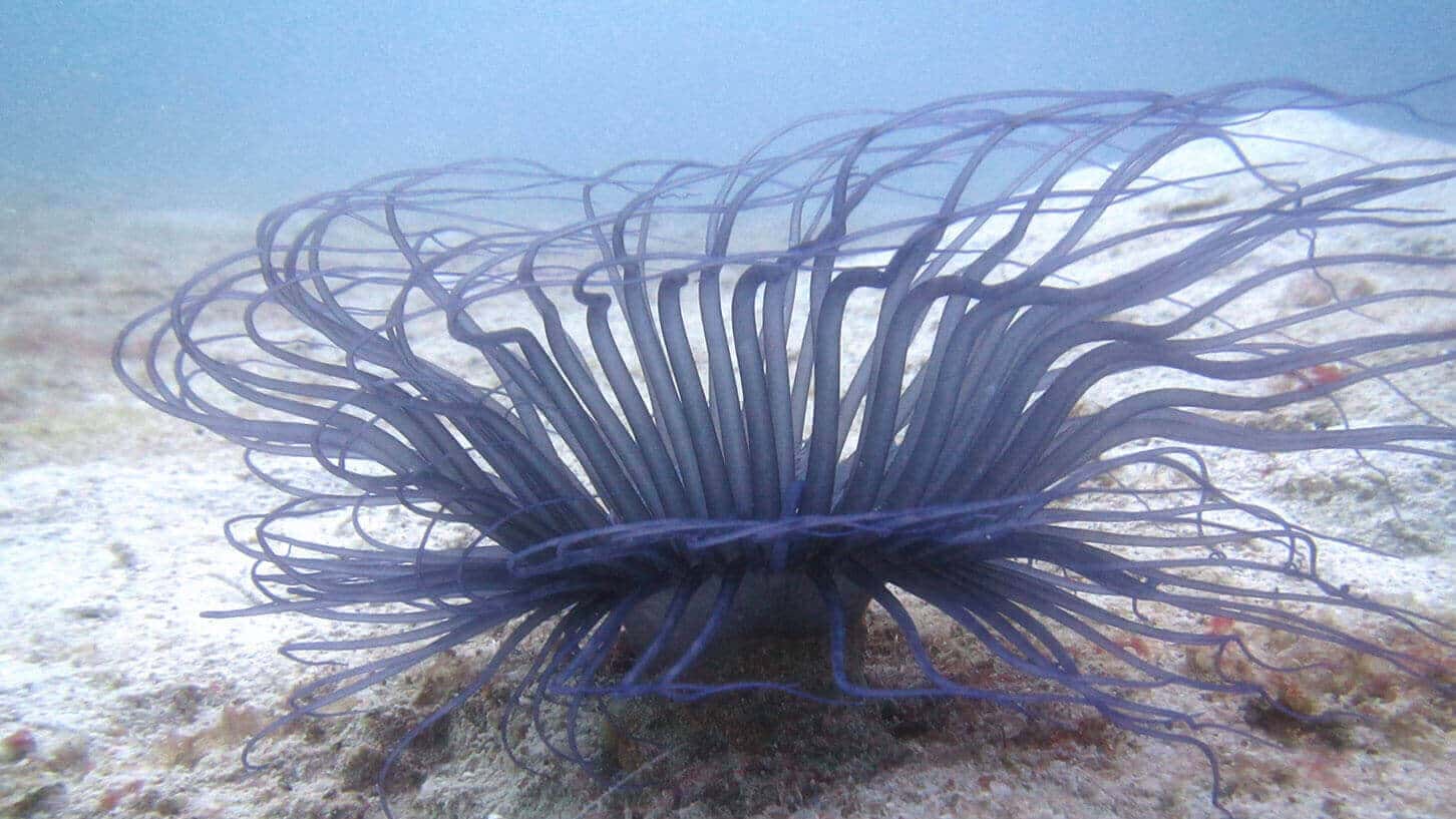 Dive-gallery-7-1452x817.jpg