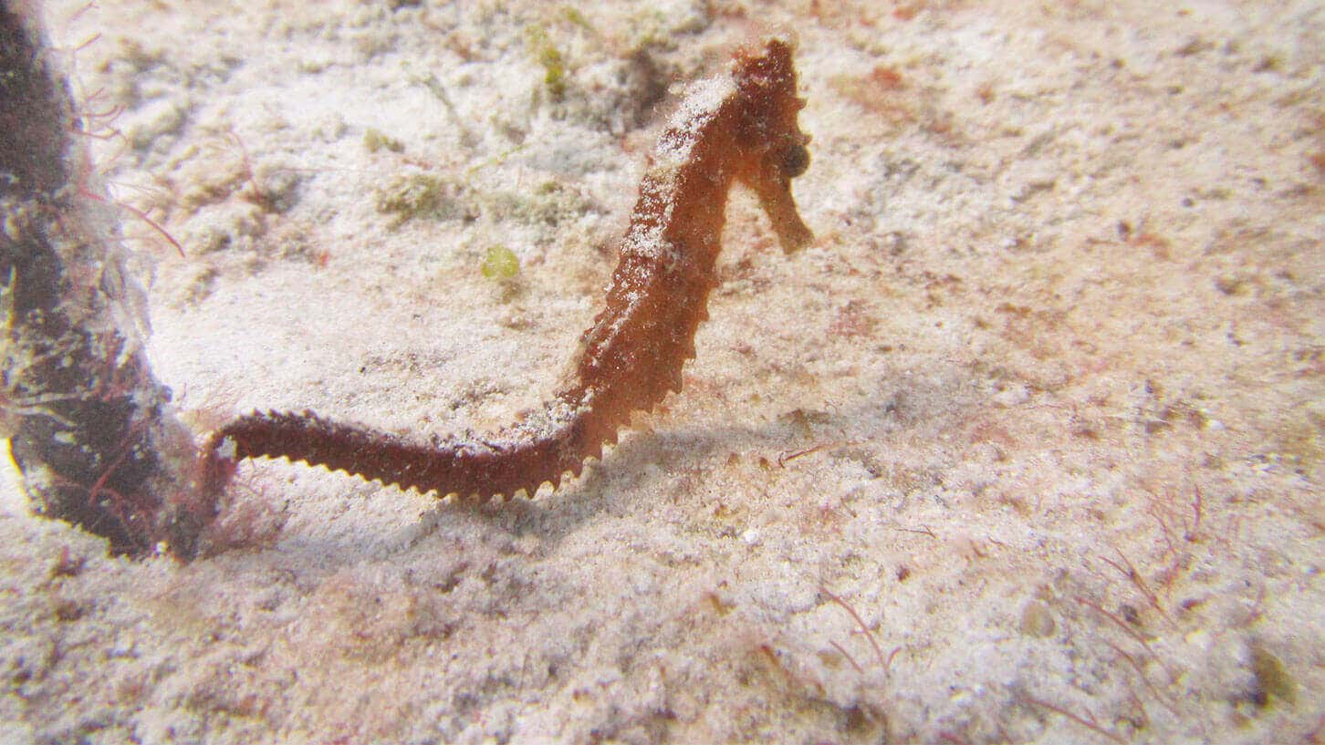 Dive-gallery-18-1452x817.jpg